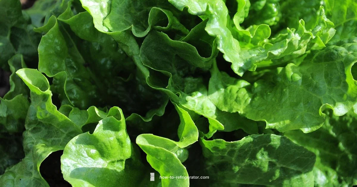 Lettuce Fresh Storage - How To Refrigerator