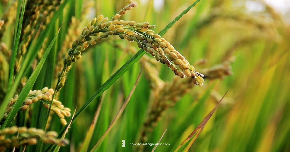 Rice Safety Guide - How To Refrigerator