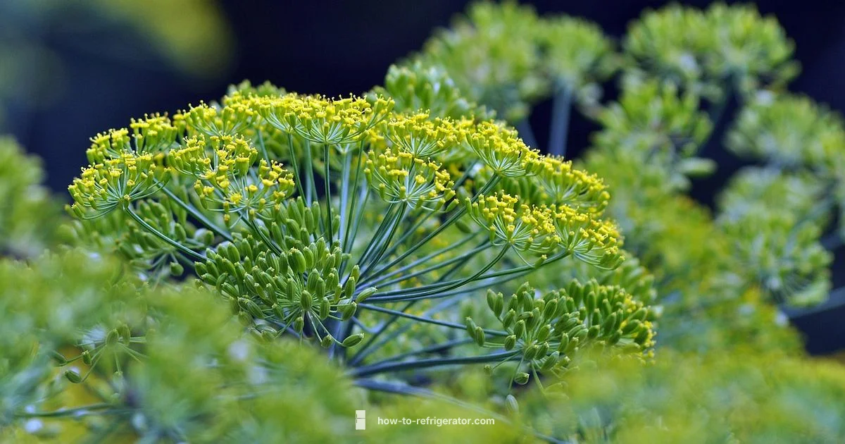Fridge Dill Pickles Fridge Dill Pickles - How To Refrigerator