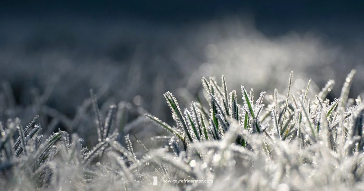 Fridge Defrost Guide - How To Refrigerator