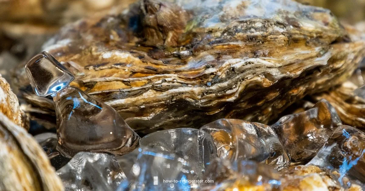 Oyster Fridge Guide - How To Refrigerator
