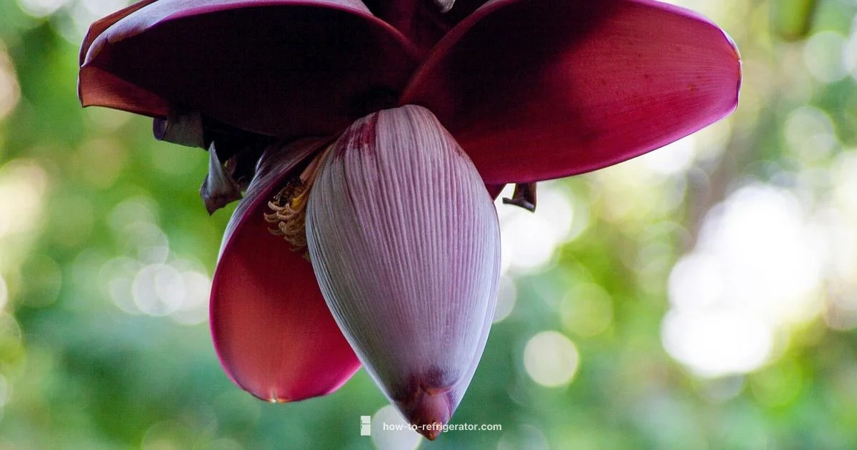 Banana Storage Guide - How To Refrigerator