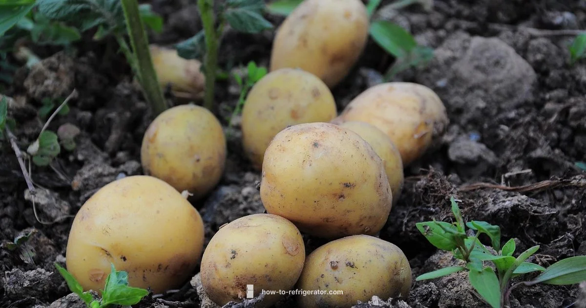 Potato Storage Guide - How To Refrigerator
