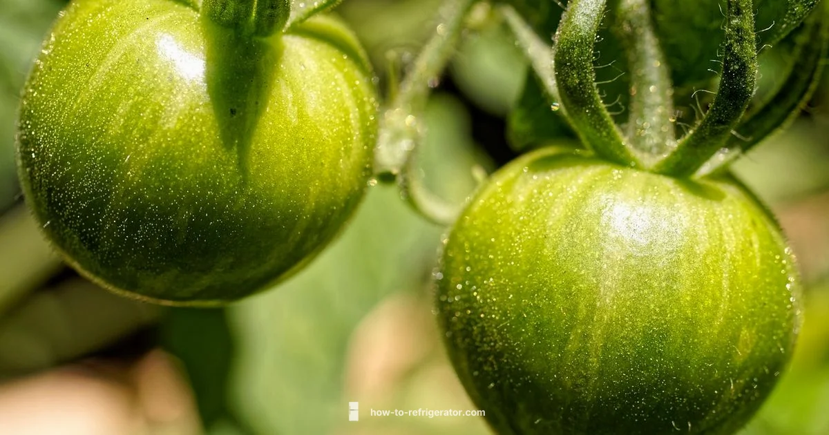 Fridge Safety Check - How To Refrigerator