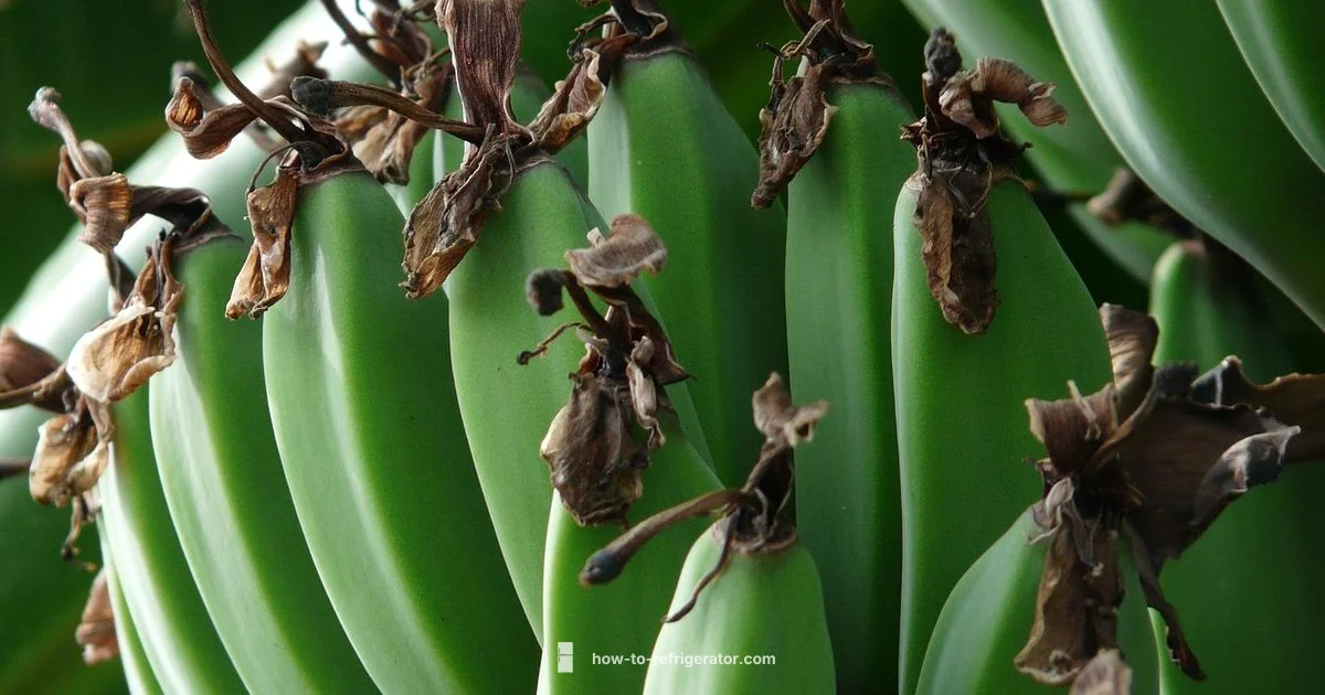 Banana Refrigeration - How To Refrigerator
