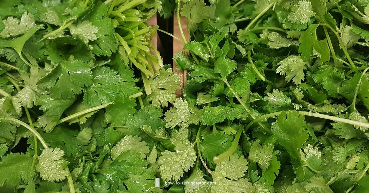 Fresh Cilantro - How To Refrigerator