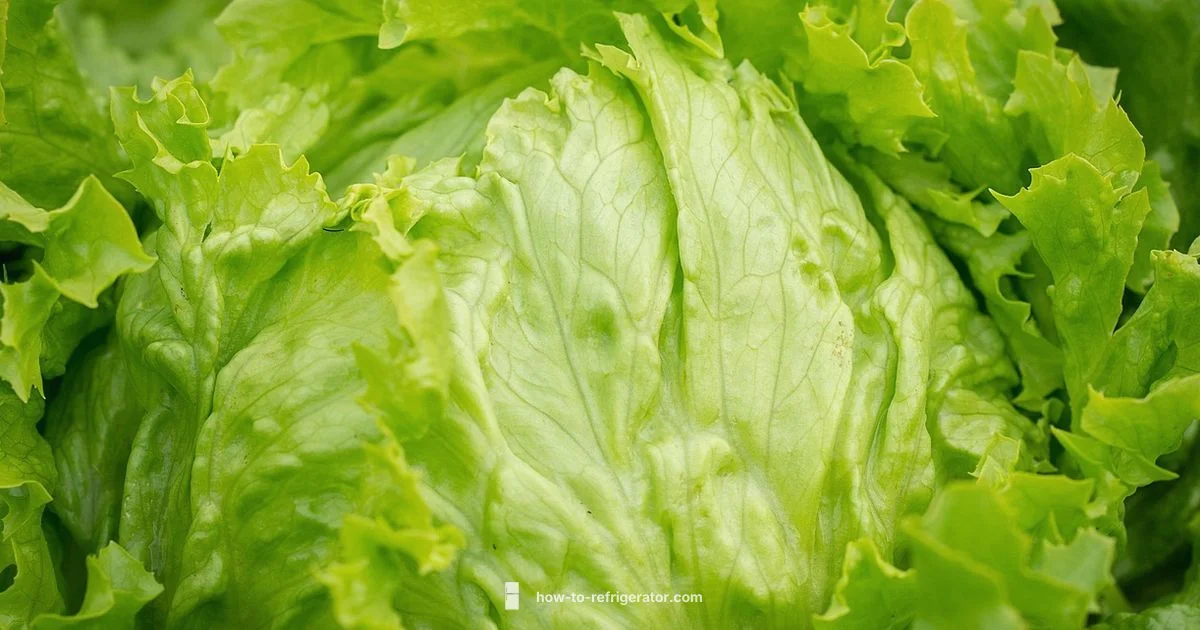 Lettuce Freshness - How To Refrigerator