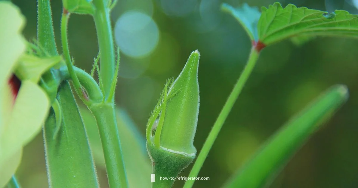 Fridge Pickled Okra Fridge Pickled Okra - How To Refrigerator