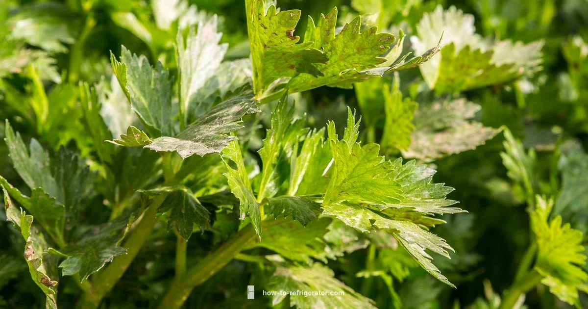 Fresh Celery Storage - How To Refrigerator