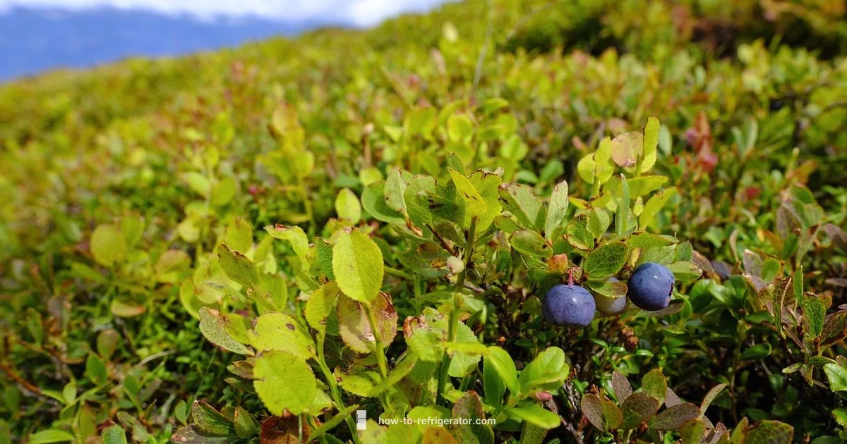 Blueberries in Fridge - How To Refrigerator