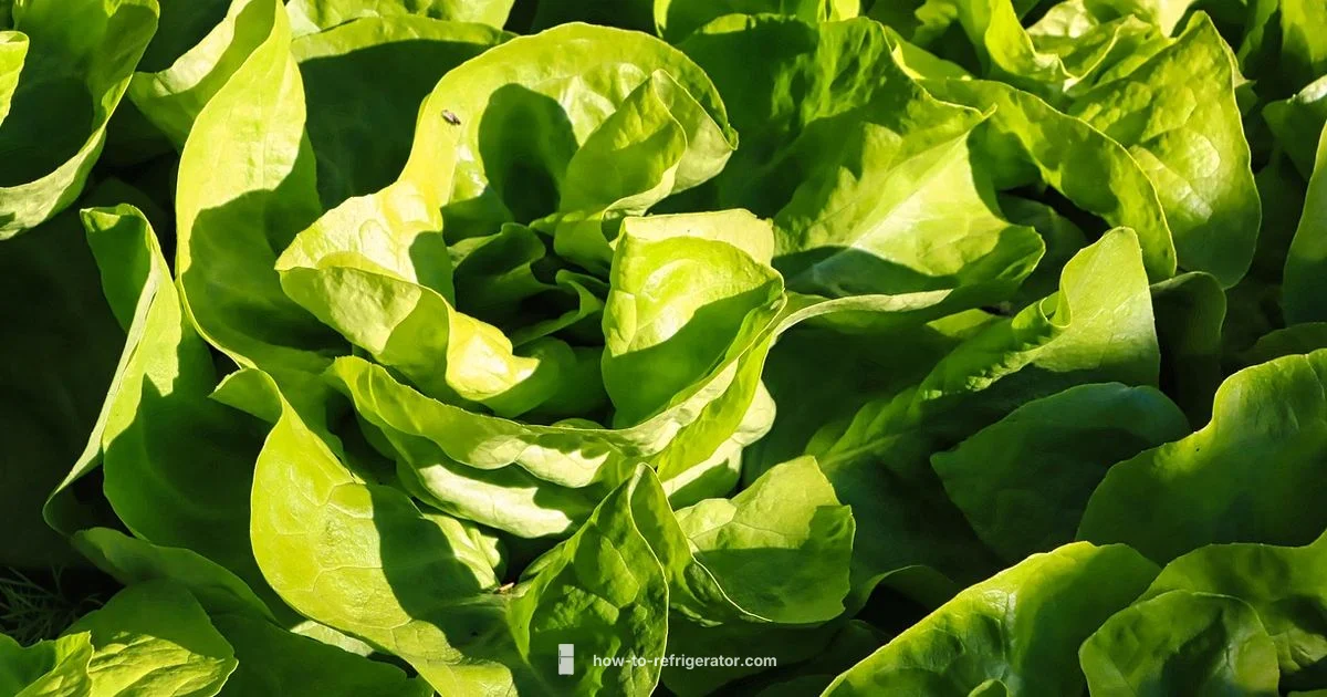 Lettuce Storage Guide - How To Refrigerator