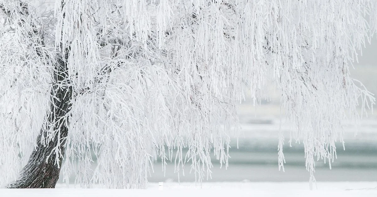 Winter Outdoor Fridge - How To Refrigerator