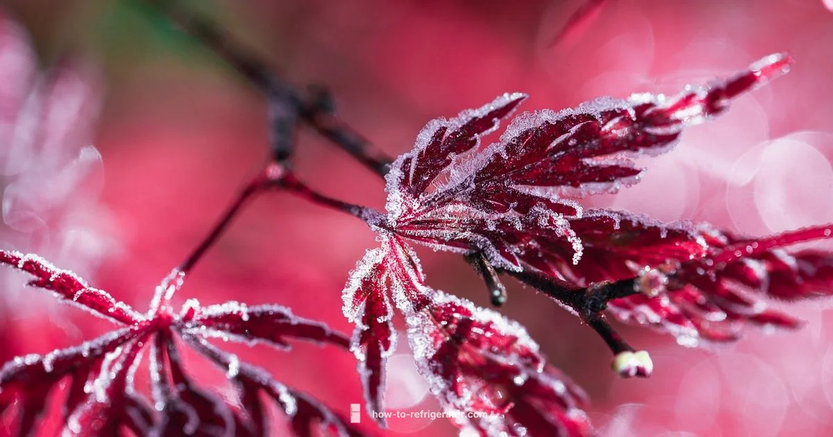 Over Cooling Fix Over Cooling Fix - How To Refrigerator